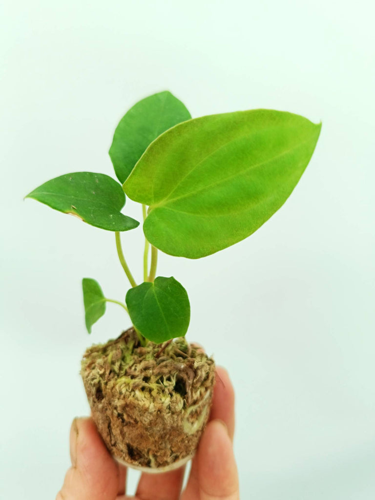 Anthurium papillilaminum