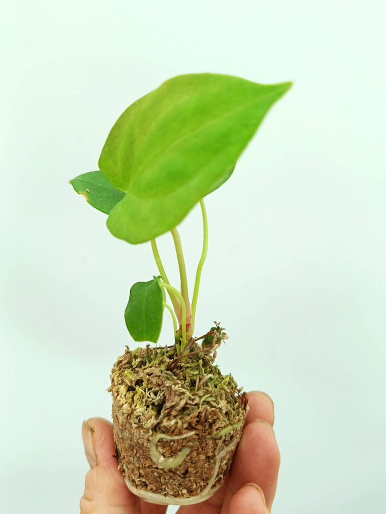 Anthurium papillilaminum