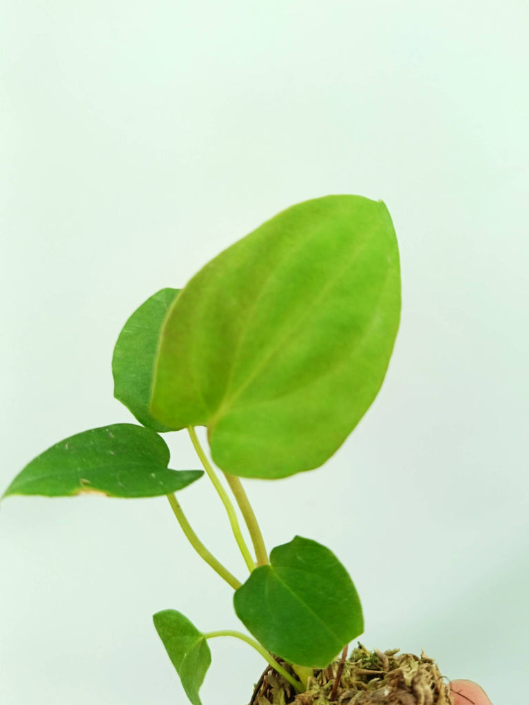Anthurium papillilaminum