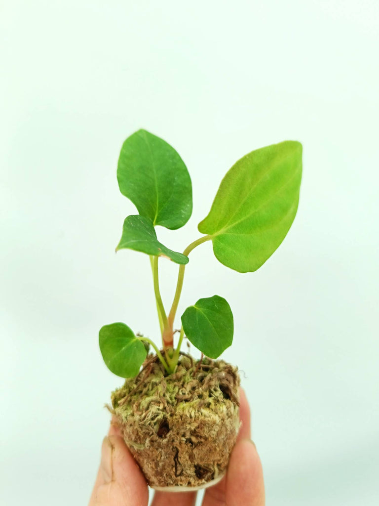 Anthurium papillilaminum