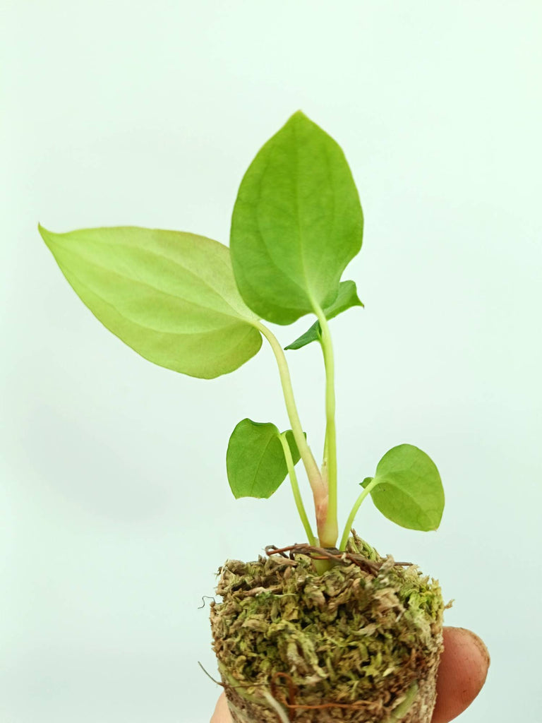 Anthurium papillilaminum
