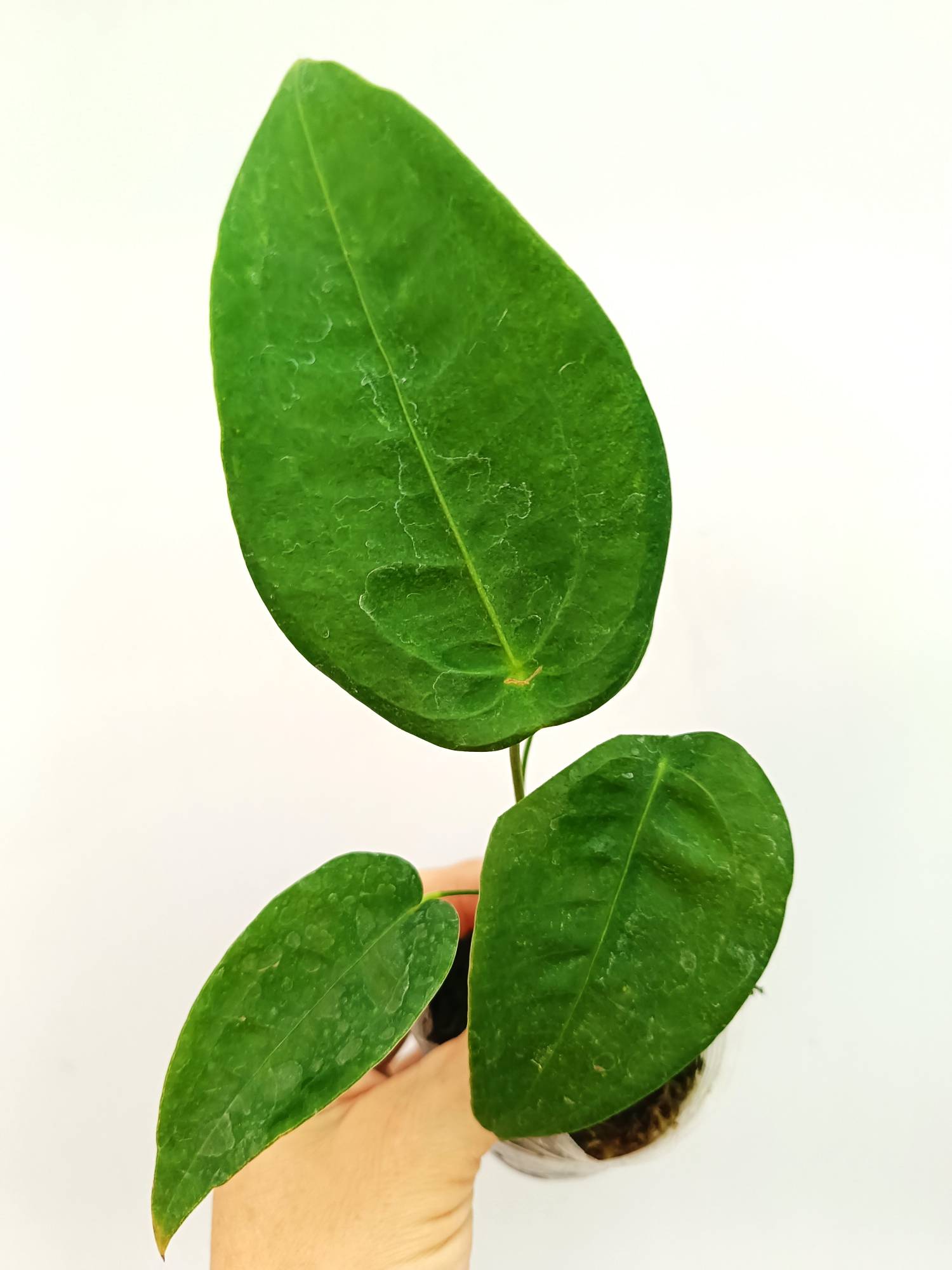 Anthurium Peltigerum