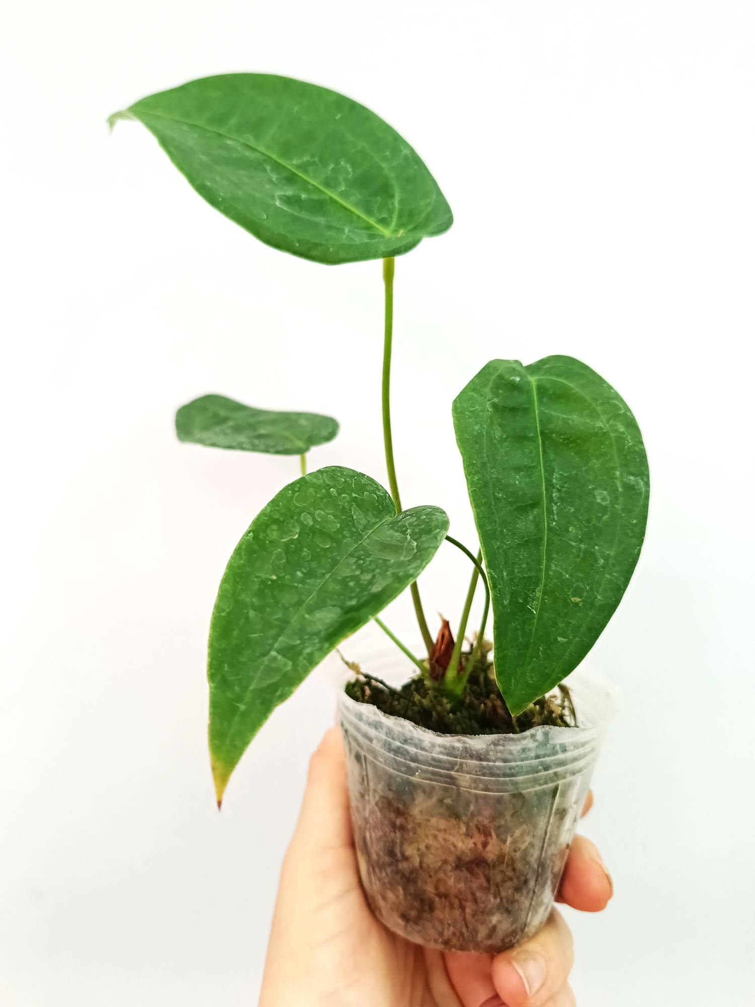 Anthurium Peltigerum