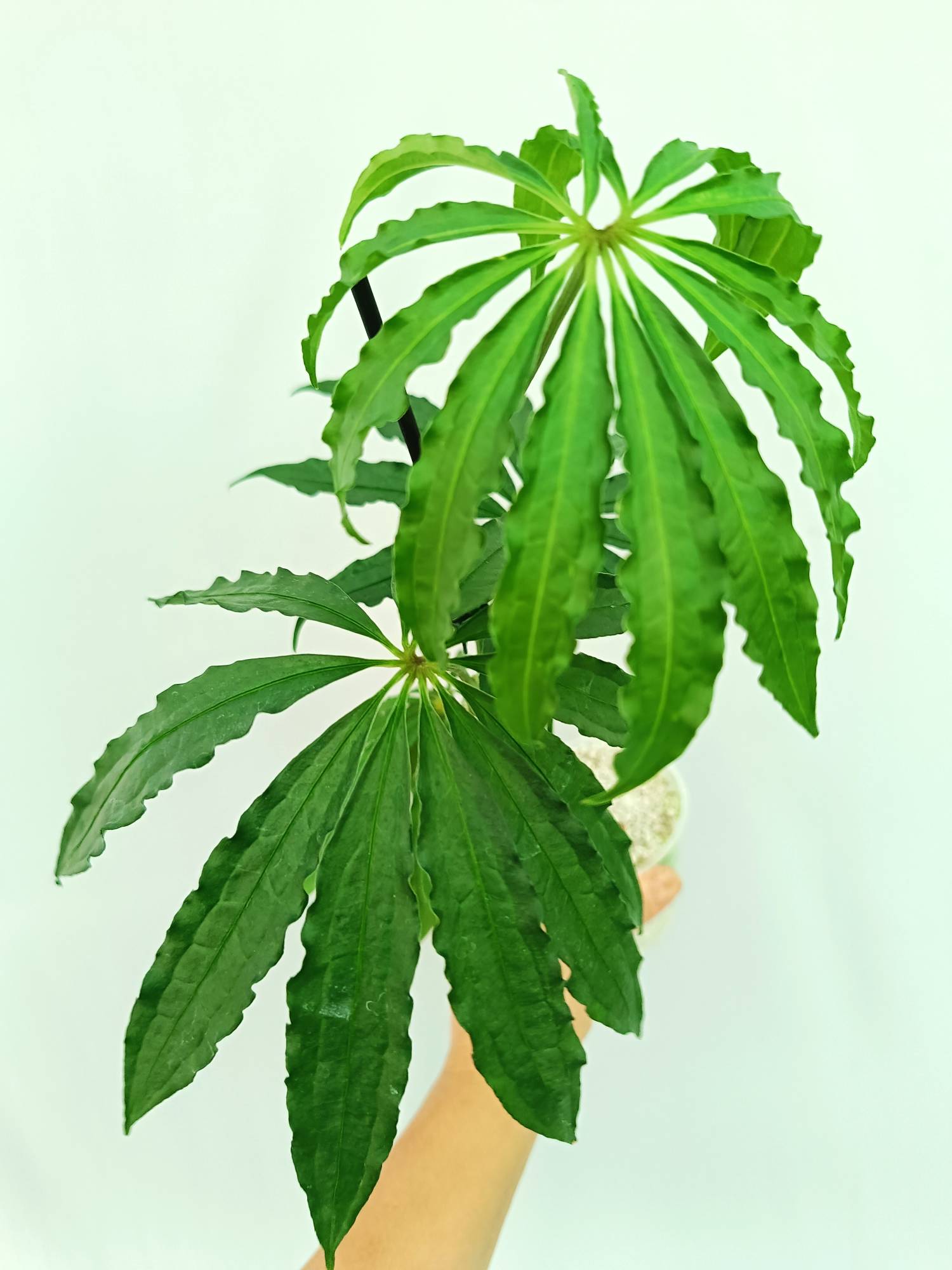 Anthurium Polyschistum 