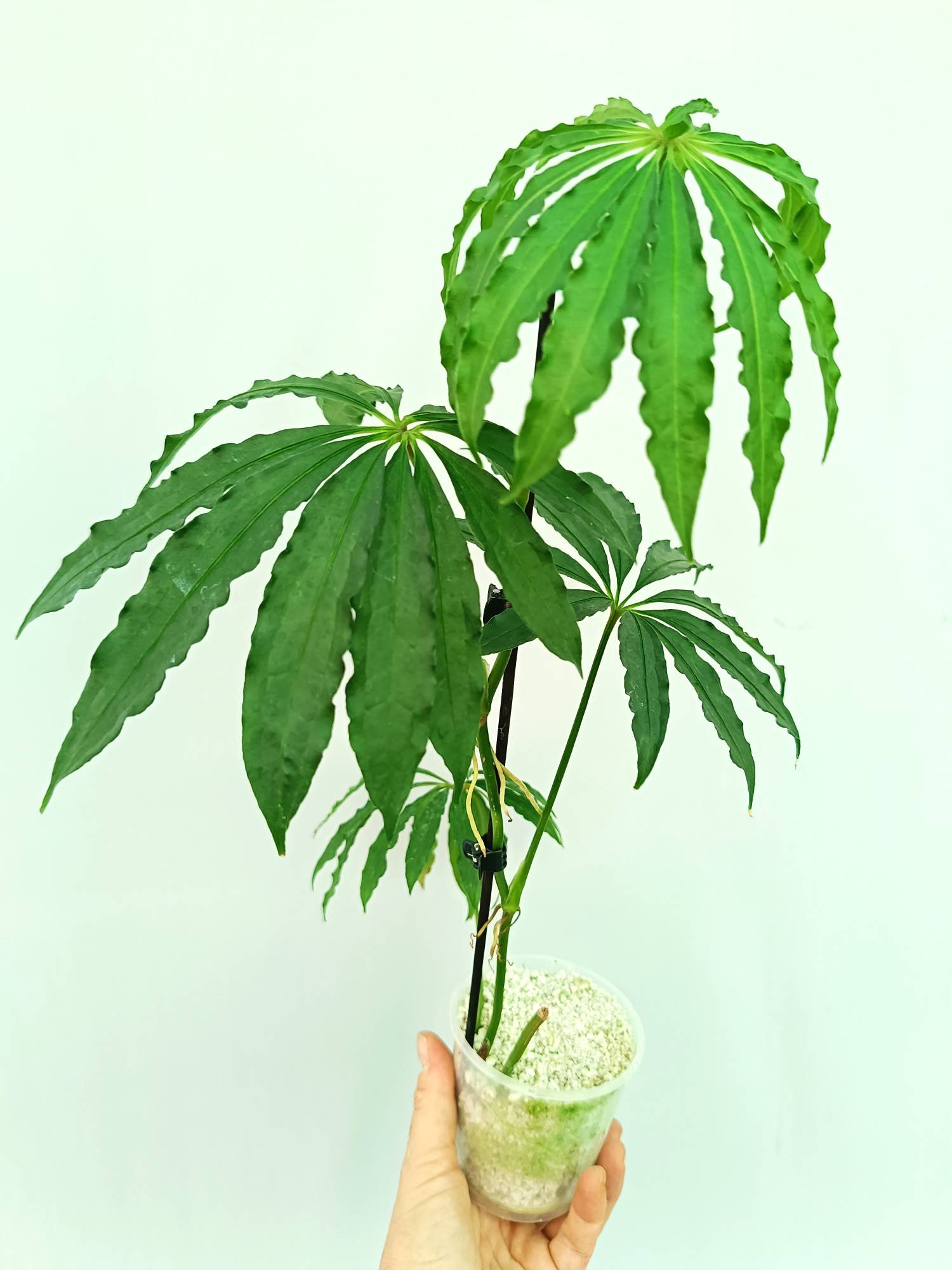 Anthurium Polyschistum 