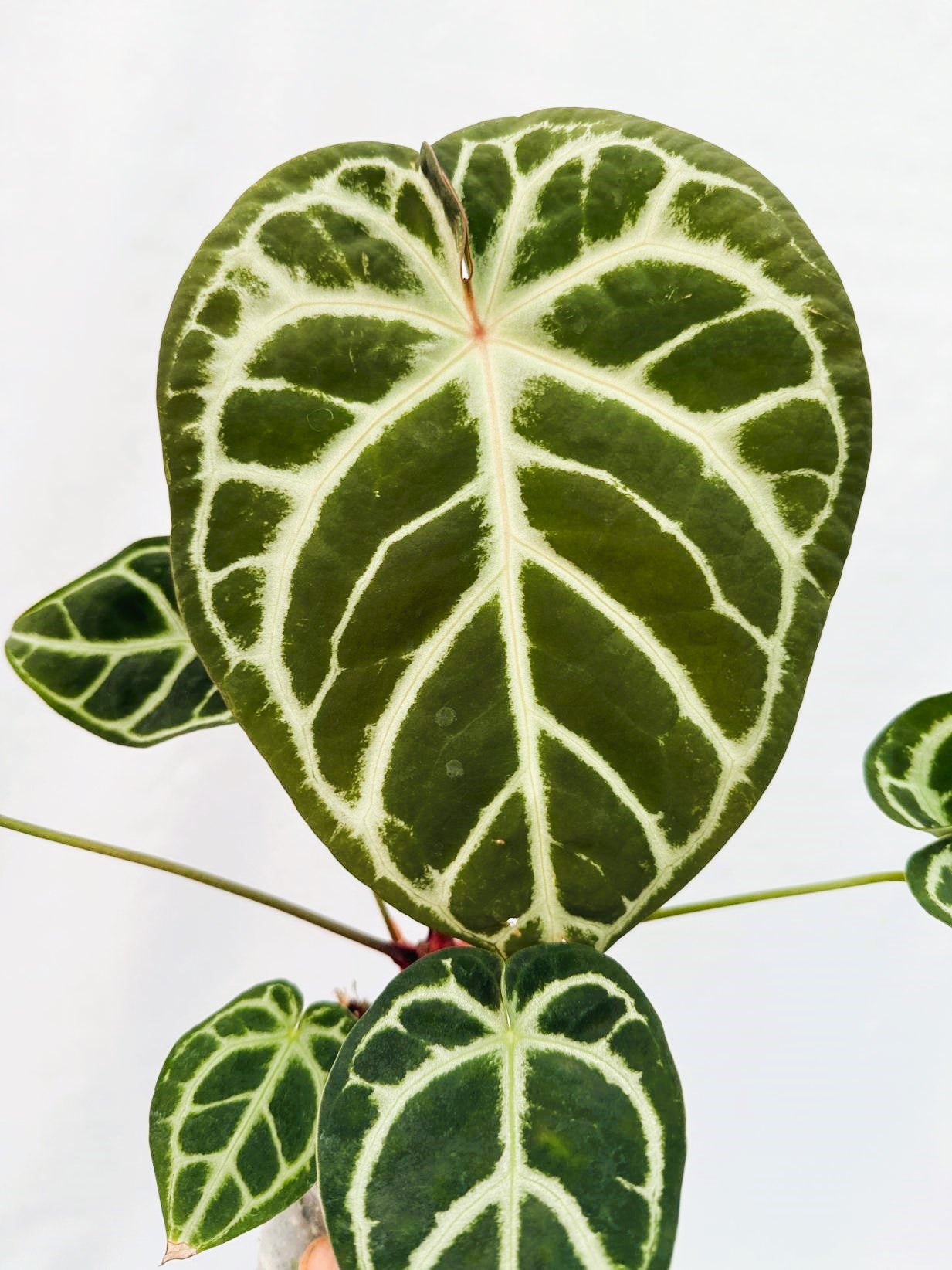 Anthurium Red Crystallinum x Silver Blush