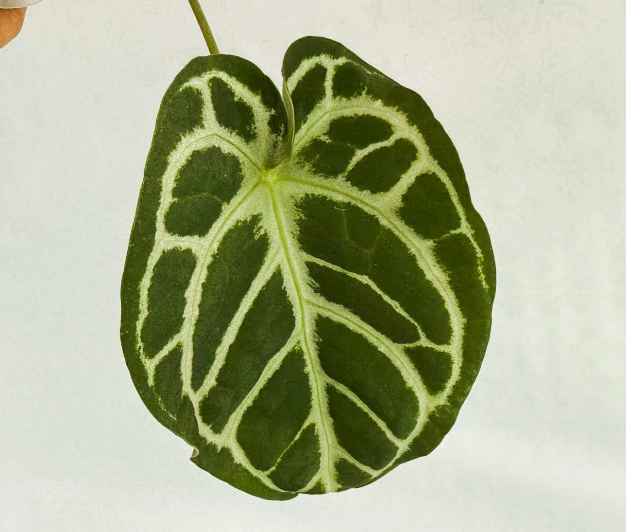 Anthurium Red Crystallinum x Silver Blush