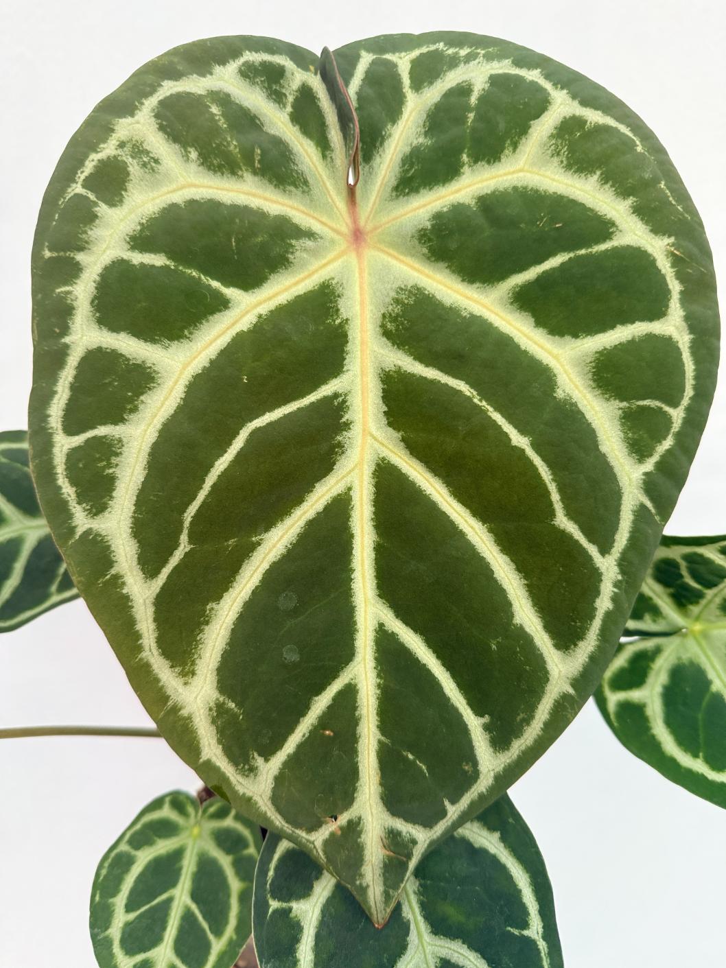 Anthurium Red Crystallinum x Silver Blush