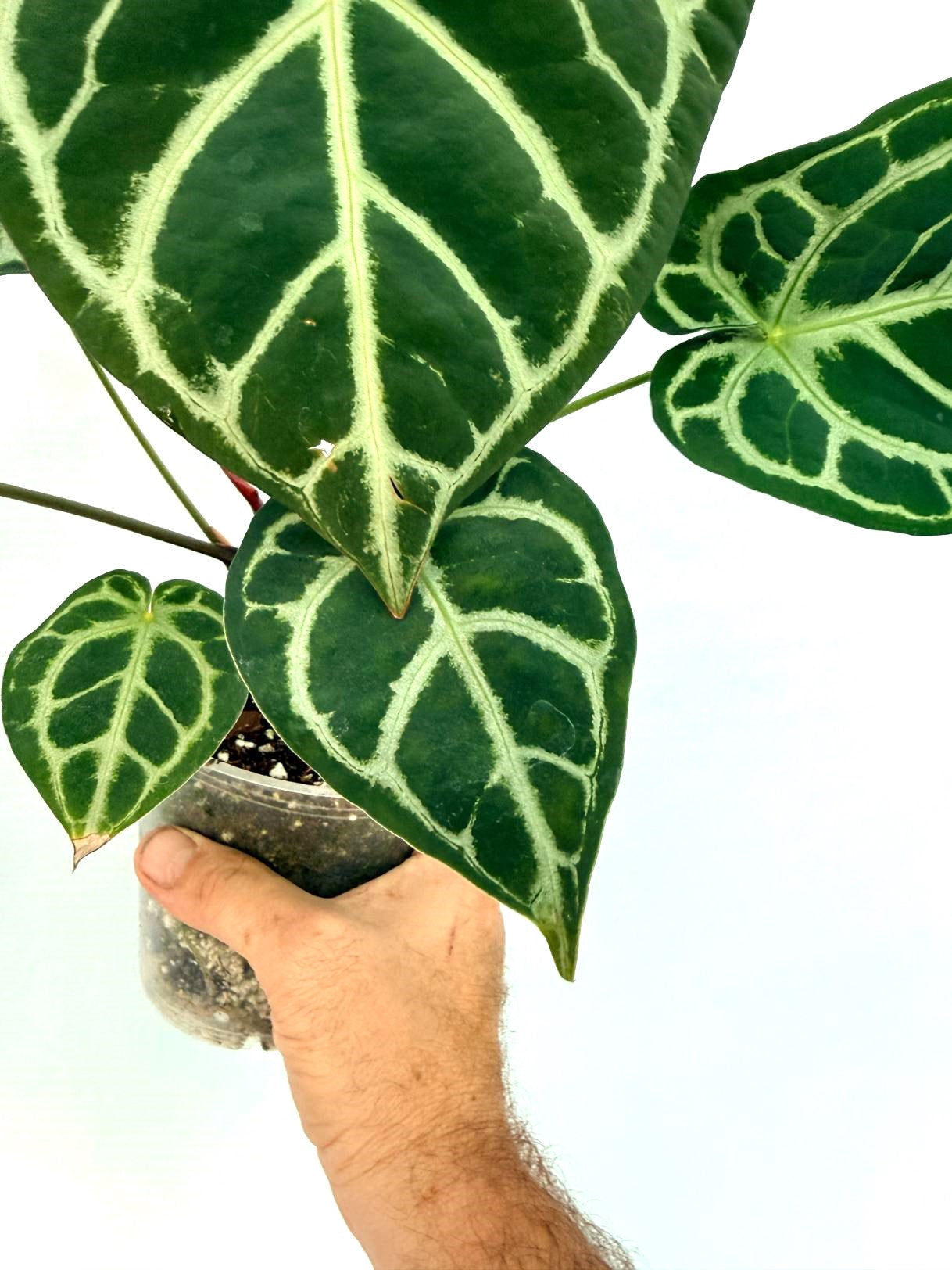 Anthurium Red Crystallinum x Silver Blush
