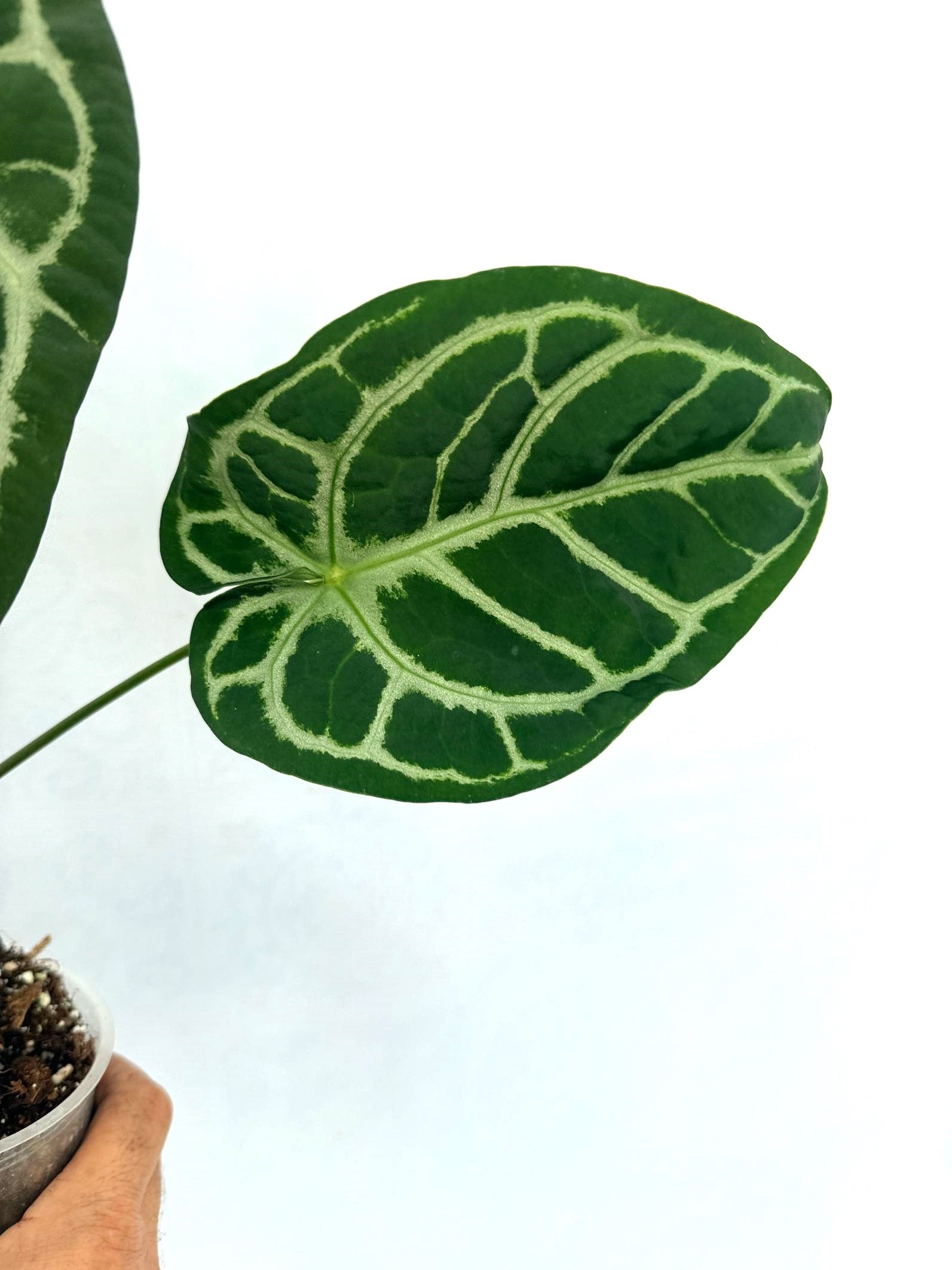Anthurium Red Crystallinum x Silver Blush