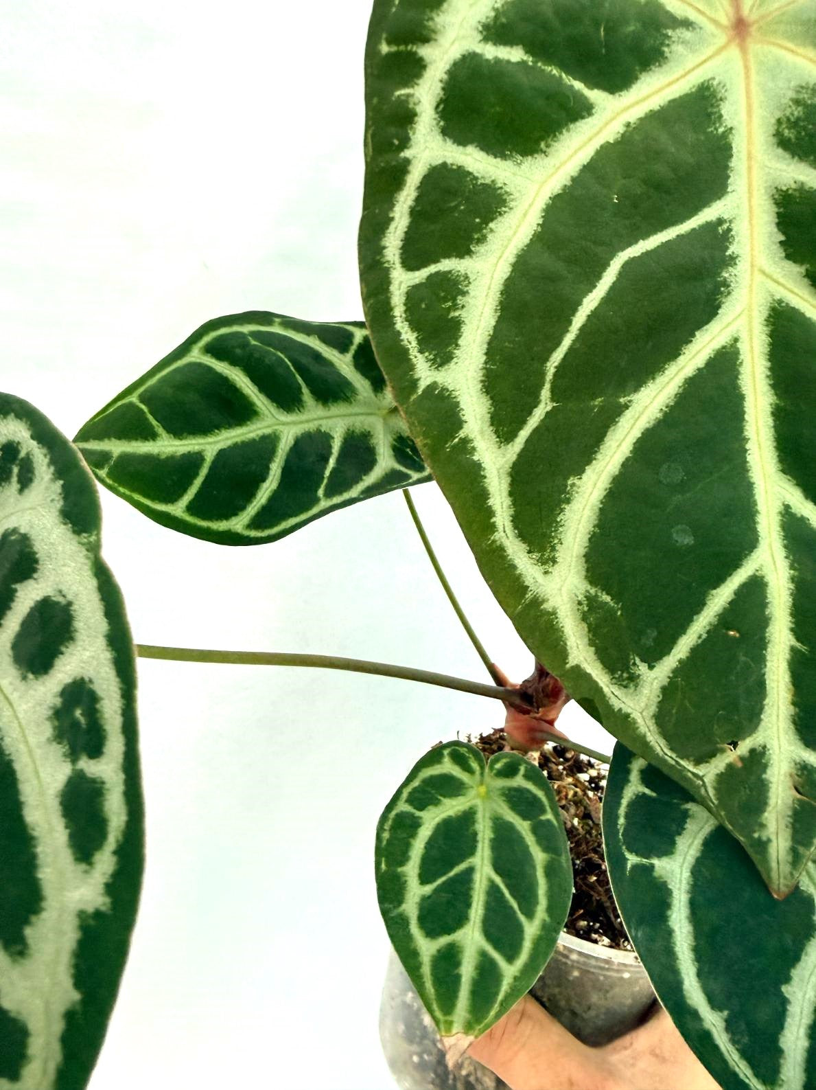 Anthurium Red Crystallinum x Silver Blush