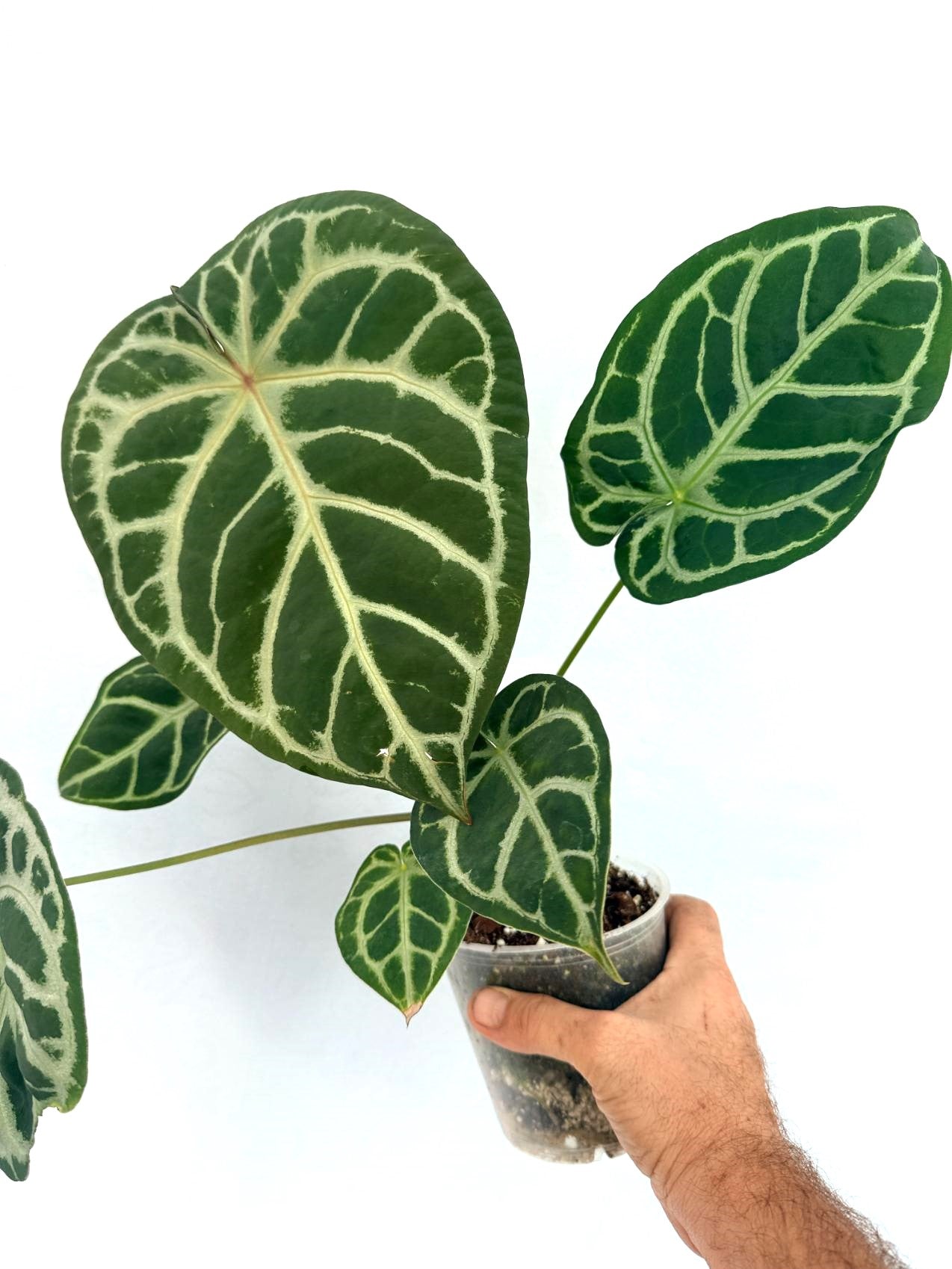 Anthurium Red Crystallinum x Silver Blush