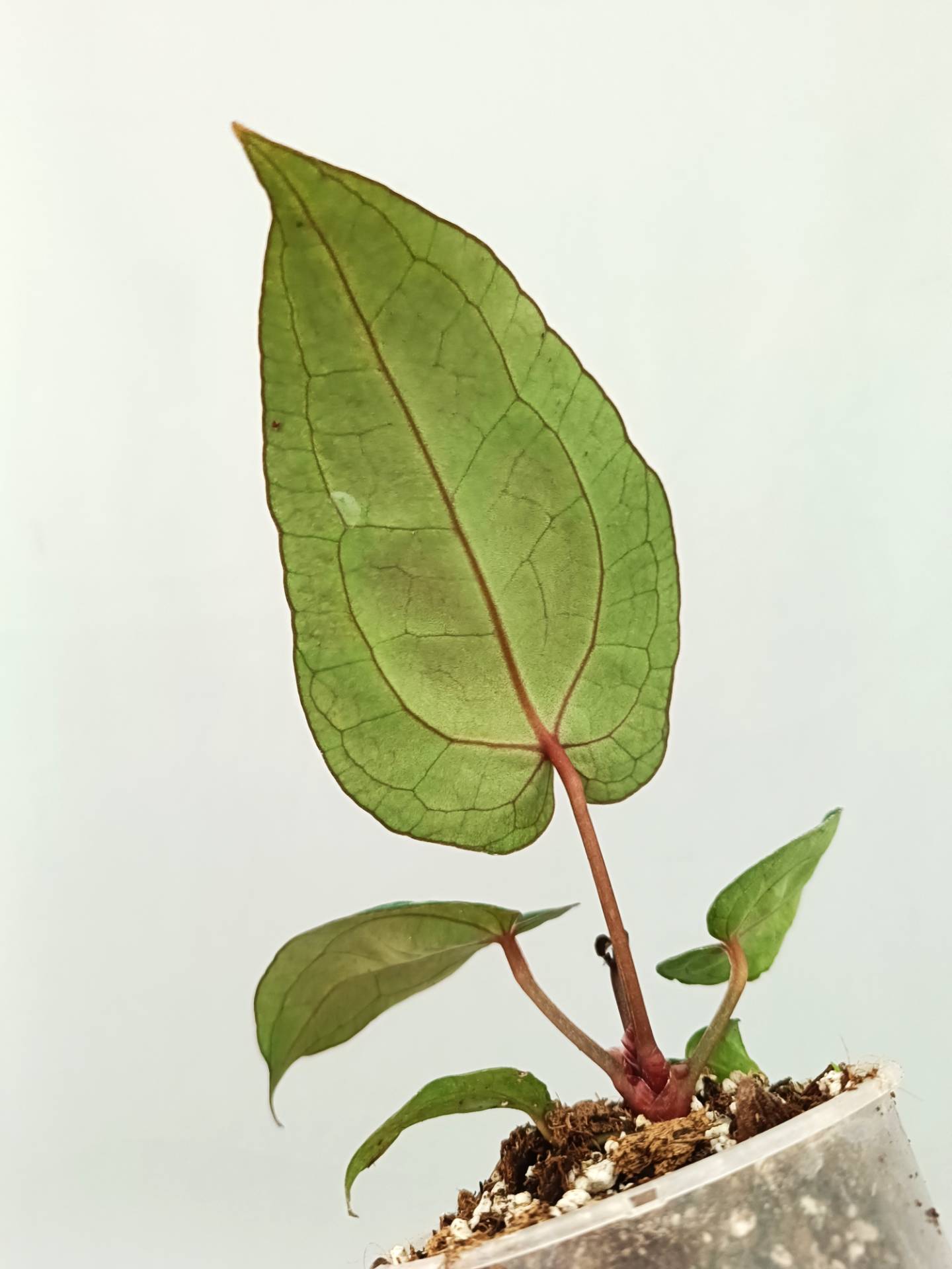 anthurium crystallinum red stem Anthurium Red Crystallinum (young plant)