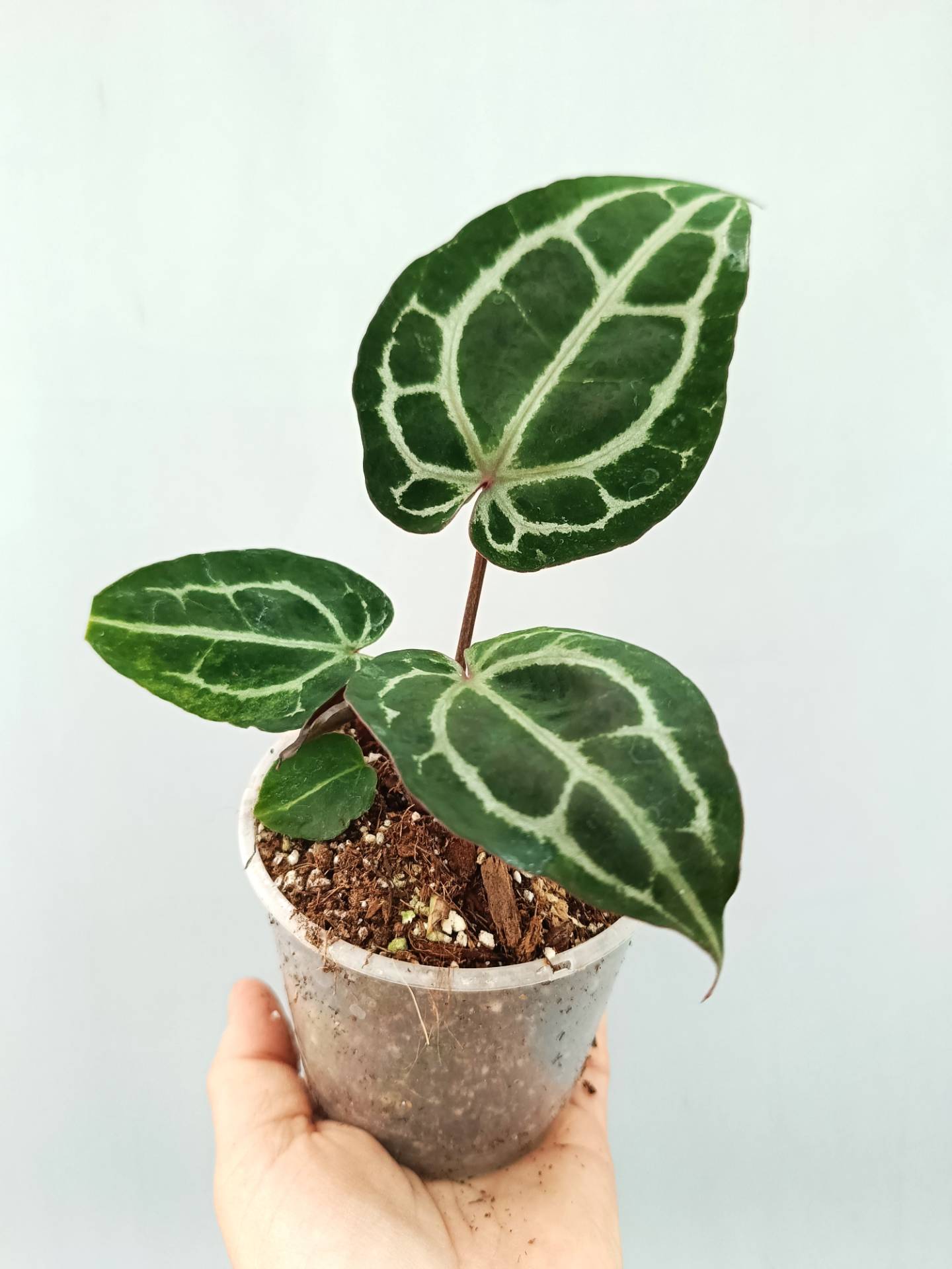 Anthurium Red Crystallinum 