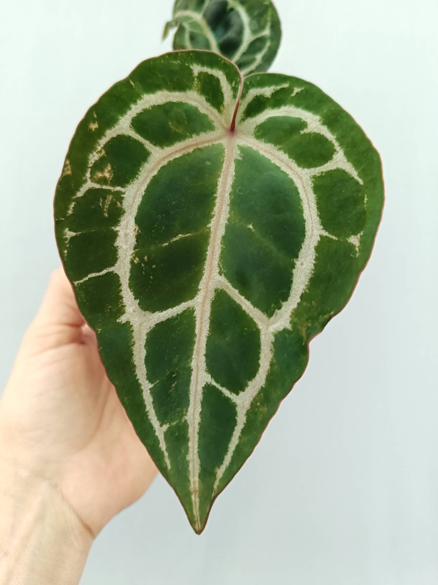 Anthurium Red Crystallinum