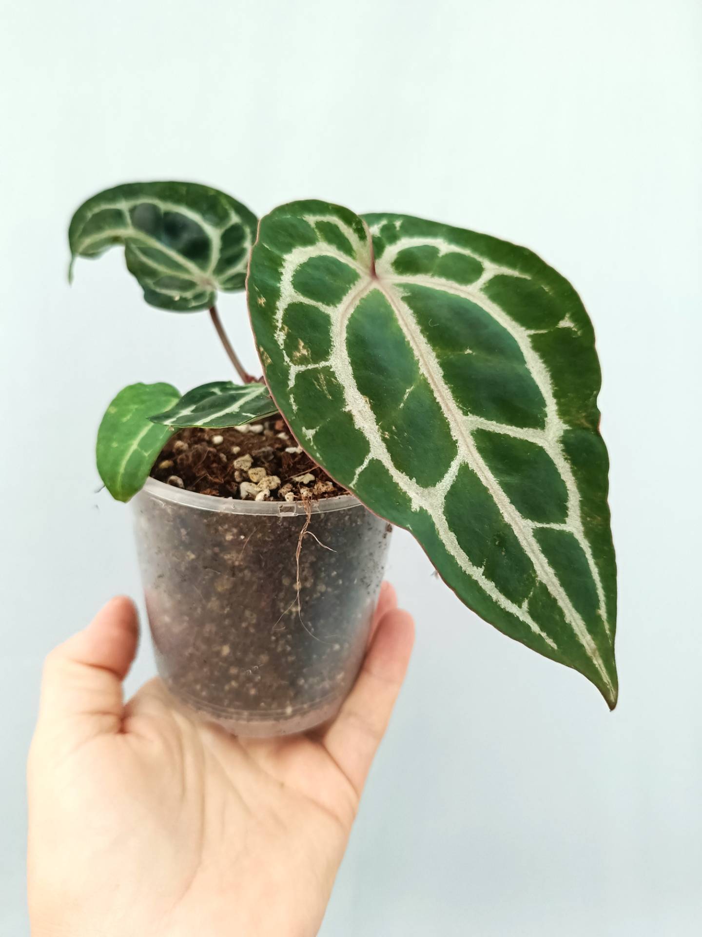Anthurium Red Crystallinum