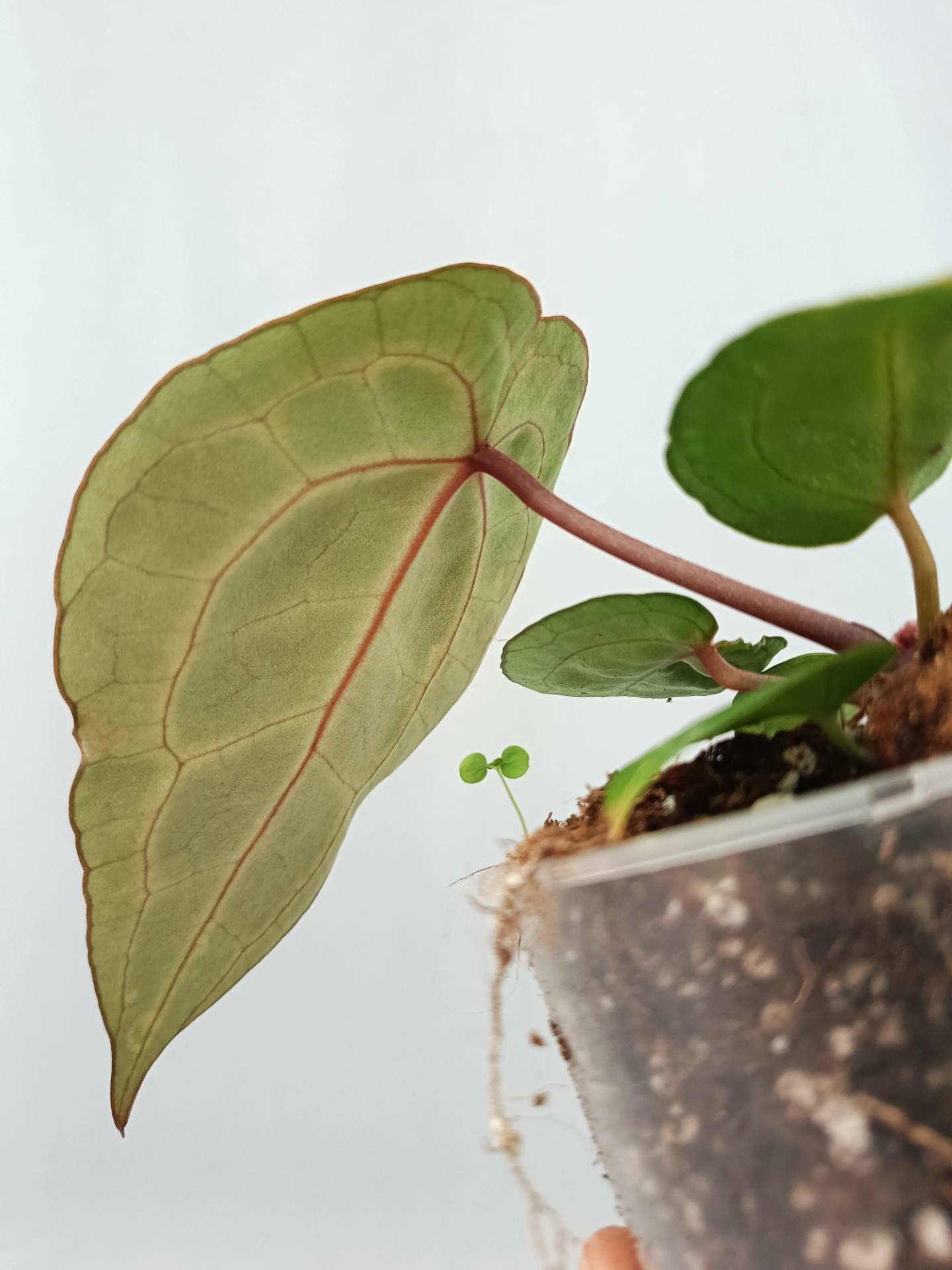 anthurium baby red Anthurium Red Crystallinum (young plant)