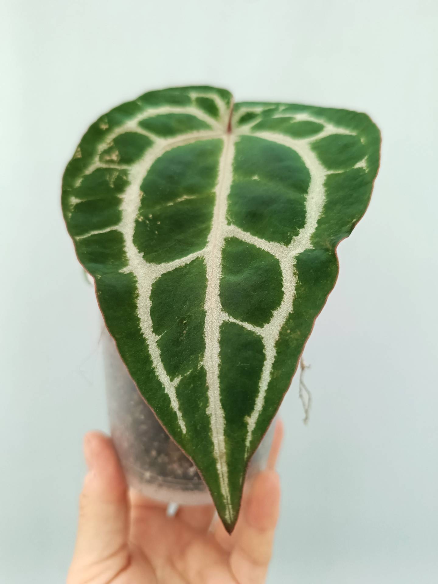 Anthurium Red Crystallinum