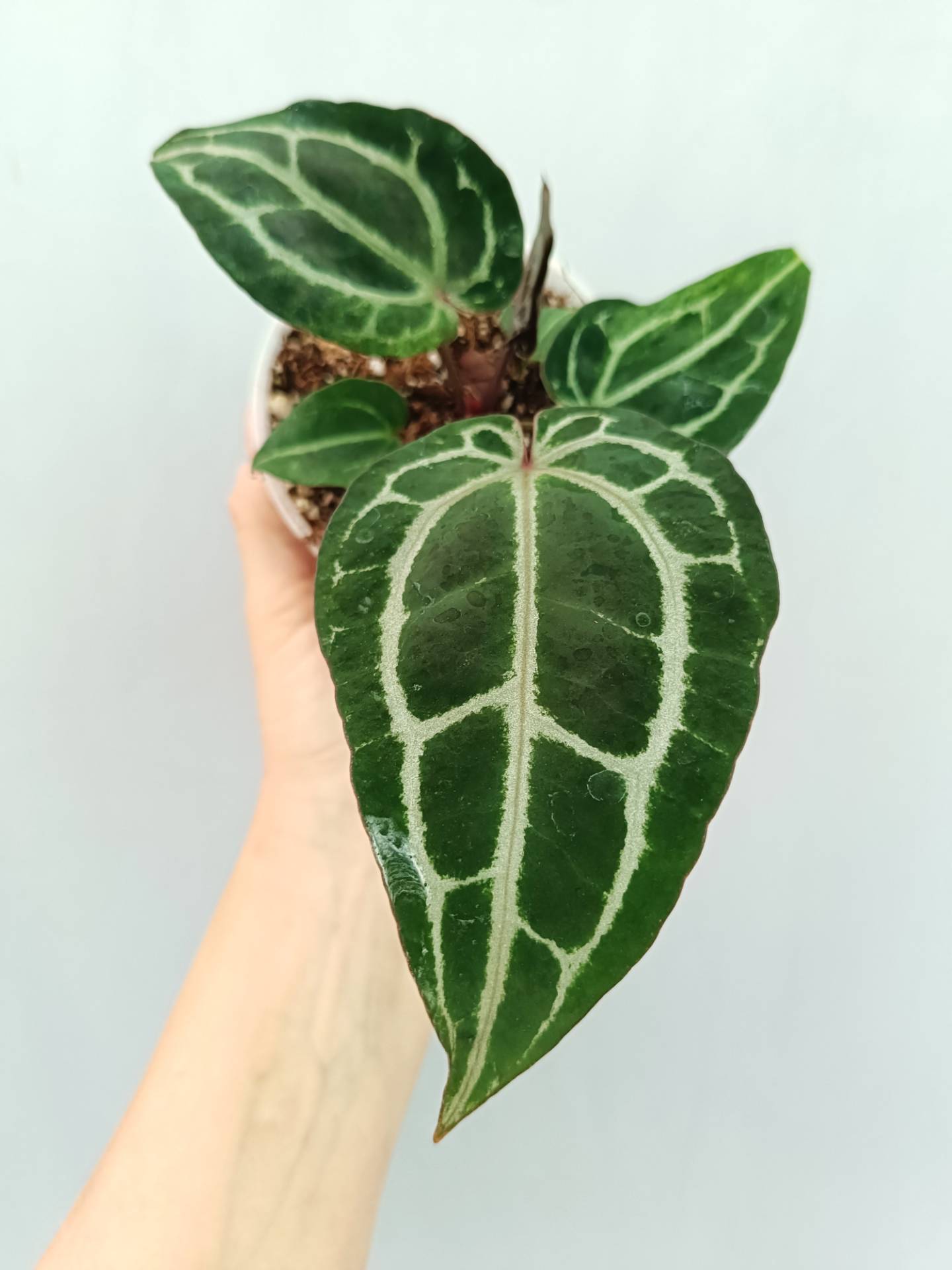 Anthurium Red Crystallinum 