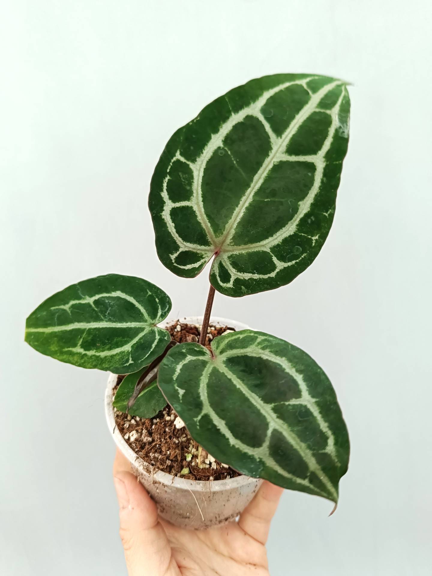 Anthurium Red Crystallinum 