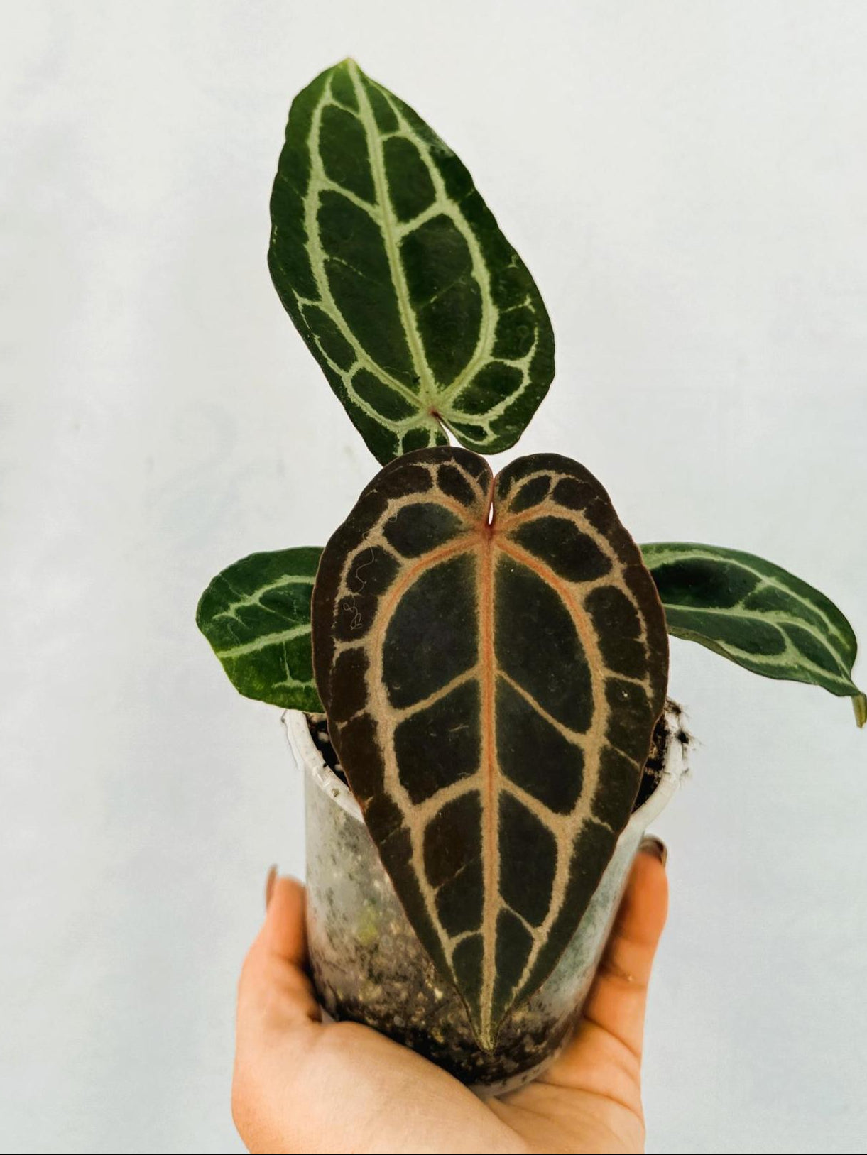 Anthurium Red Crystallinum