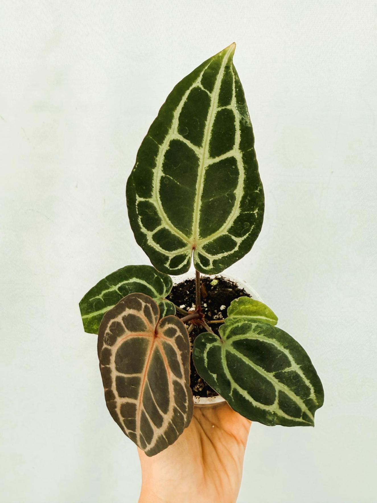 Anthurium Red Crystallinum