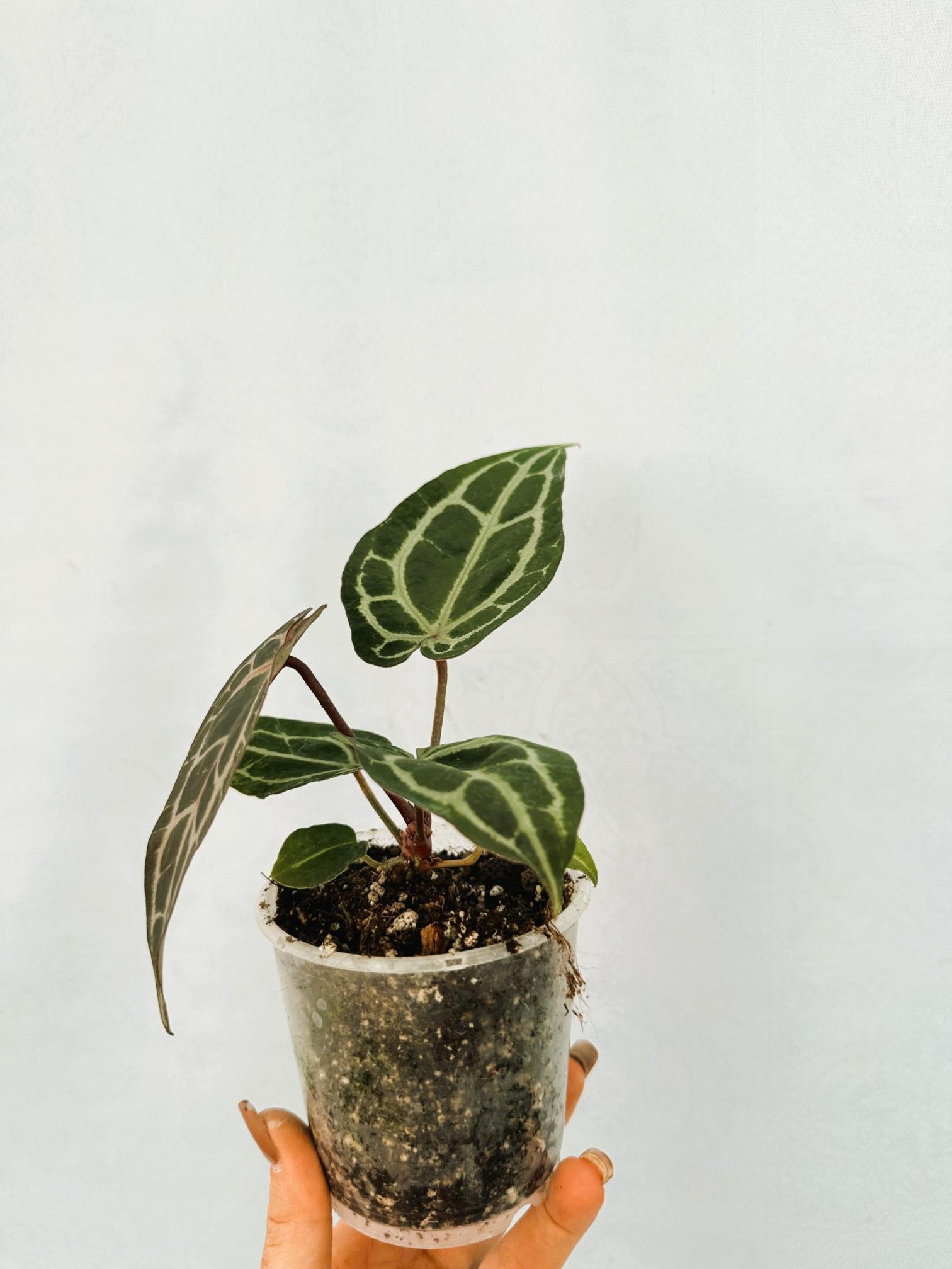 Anthurium Red Crystallinum