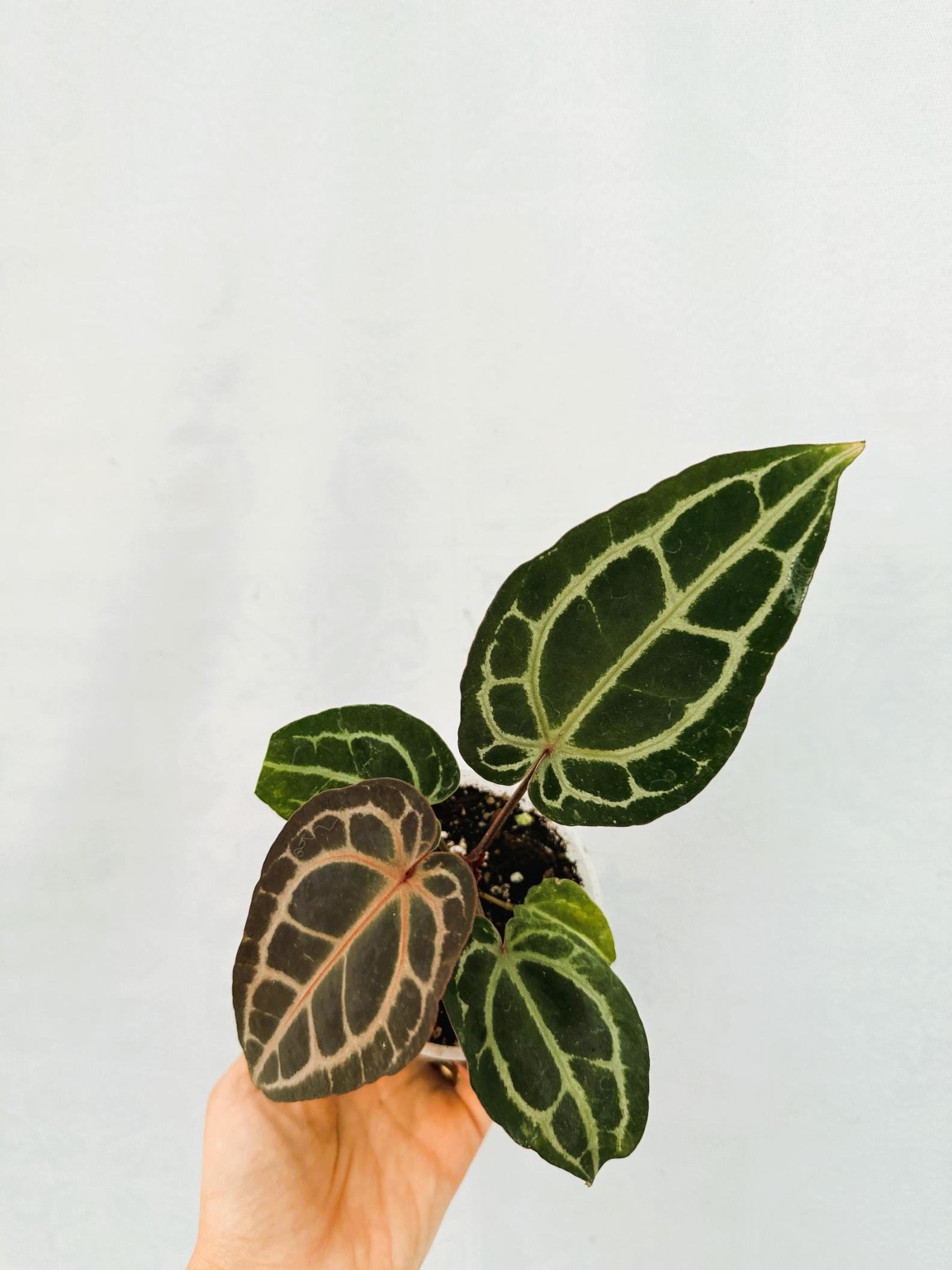 Anthurium Red Crystallinum