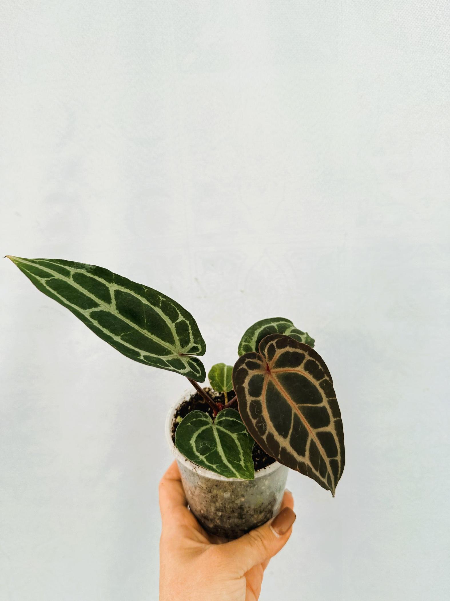 Anthurium Red Crystallinum