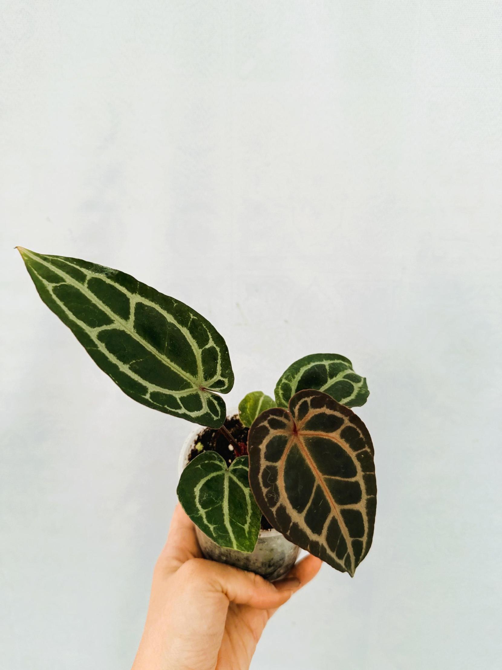 Anthurium Red Crystallinum