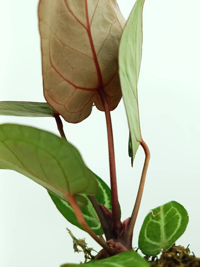 Anthurium red crystallinum x silver blush