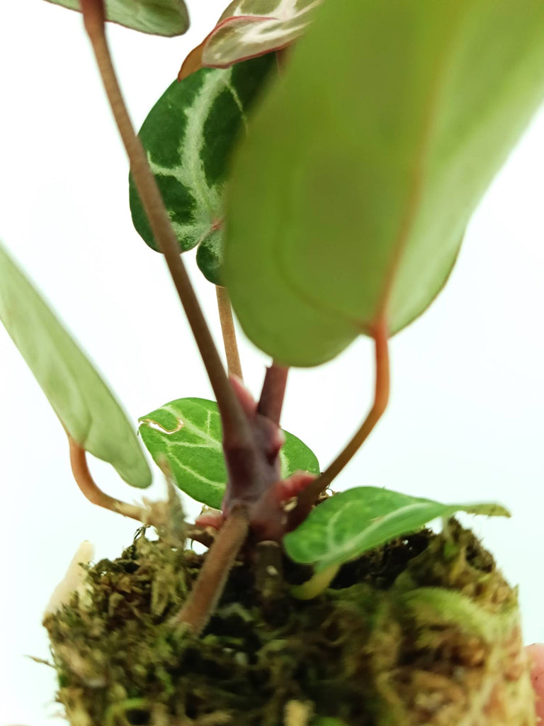 Anthurium red crystallinum x silver blush