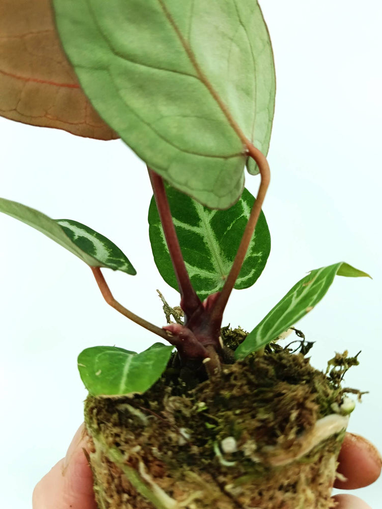 Anthurium red crystallinum x silver blush