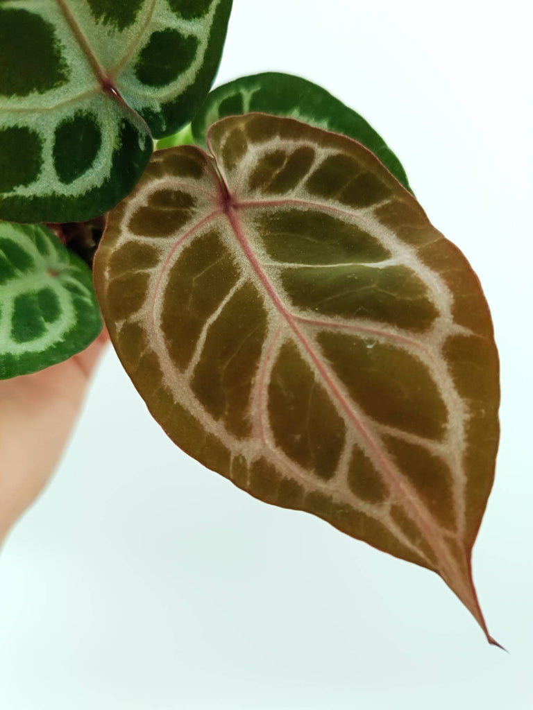 Anthurium red crystallinum x silver blush