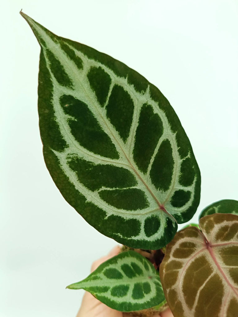 Anthurium red crystallinum x silver blush
