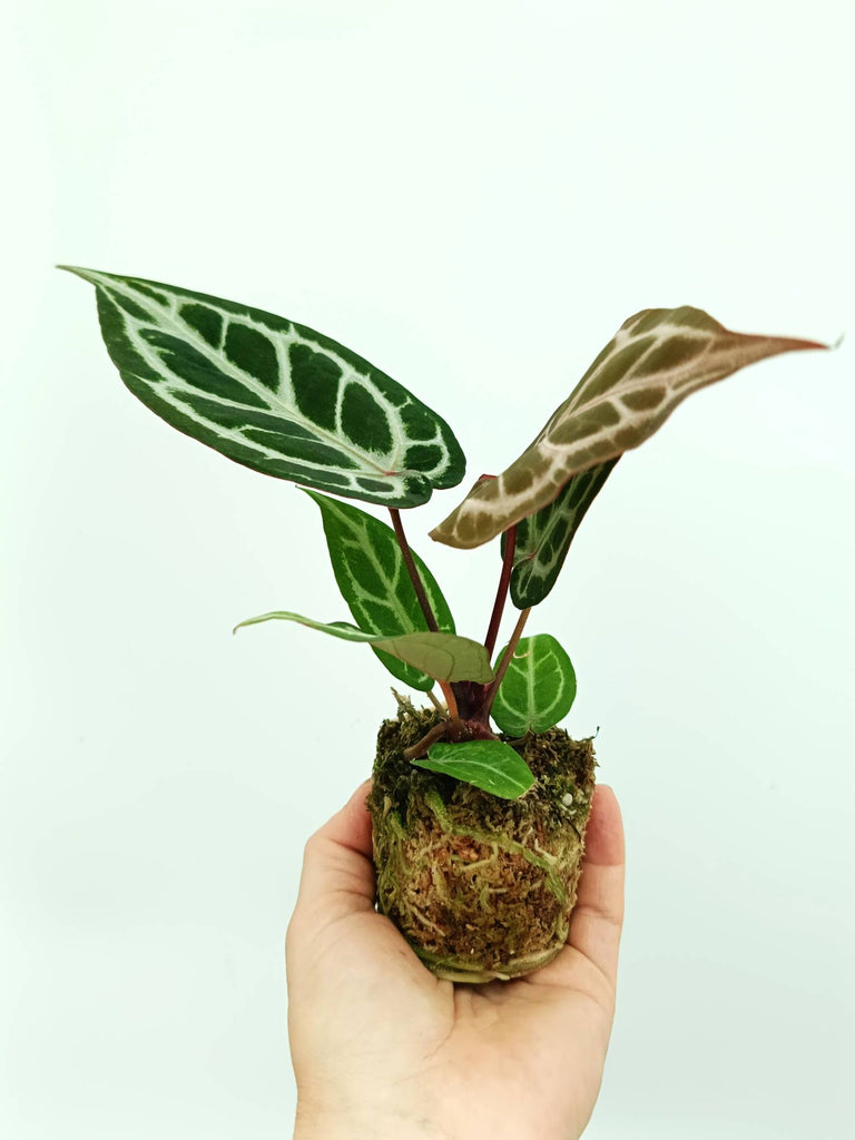 Anthurium red crystallinum x silver blush