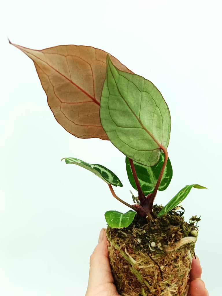 Anthurium red crystallinum x silver blush