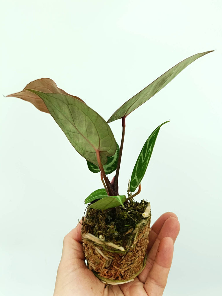 Anthurium red crystallinum x silver blush