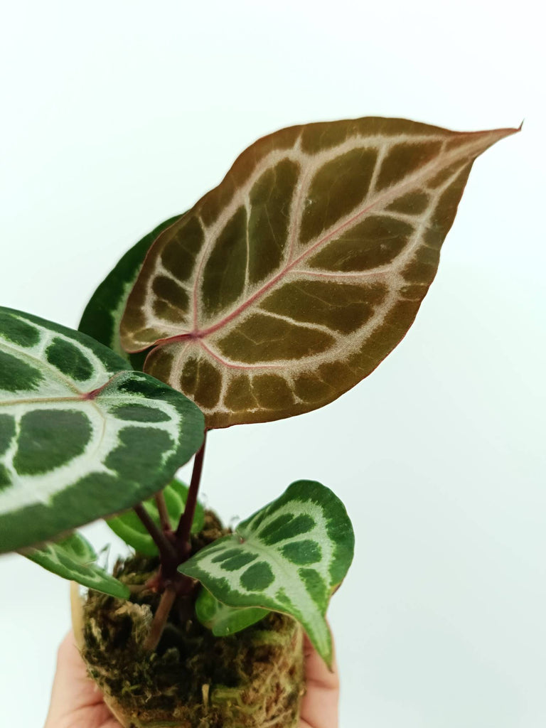 Anthurium red crystallinum x silver blush