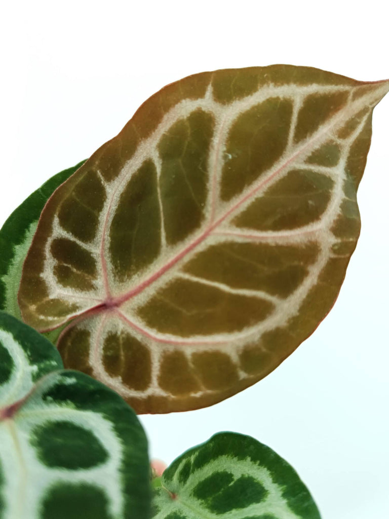 Anthurium red crystallinum x silver blush