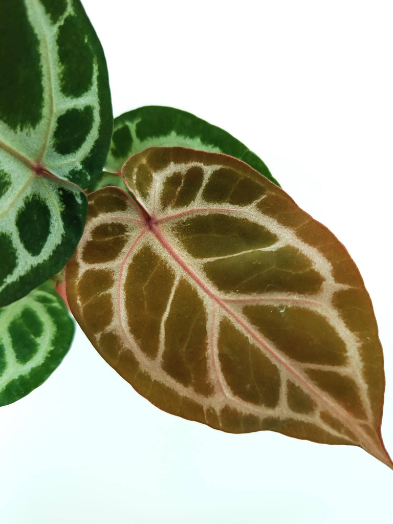 Anthurium red crystallinum x silver blush
