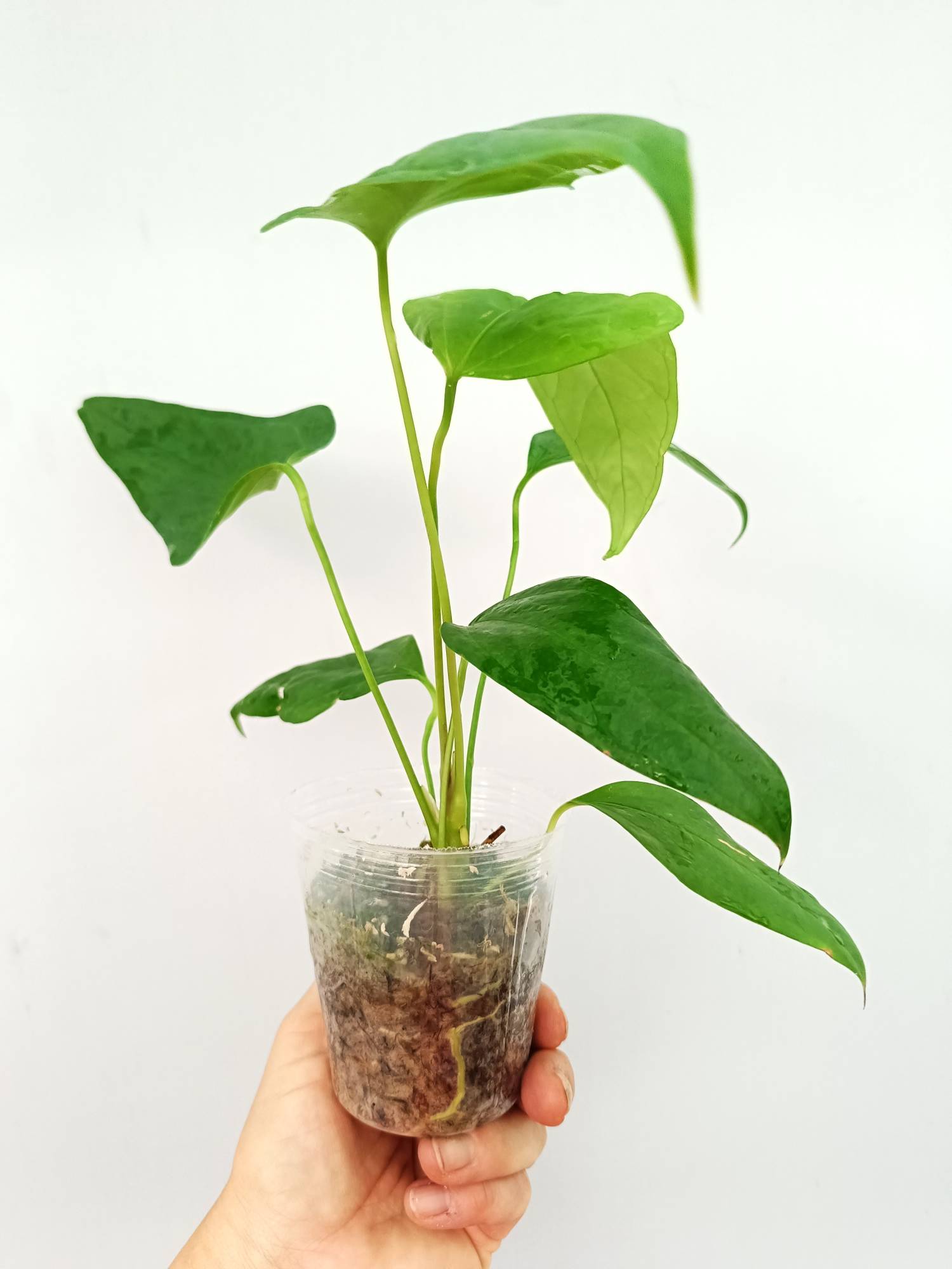 anthurium alocasia Anthurium SP 2