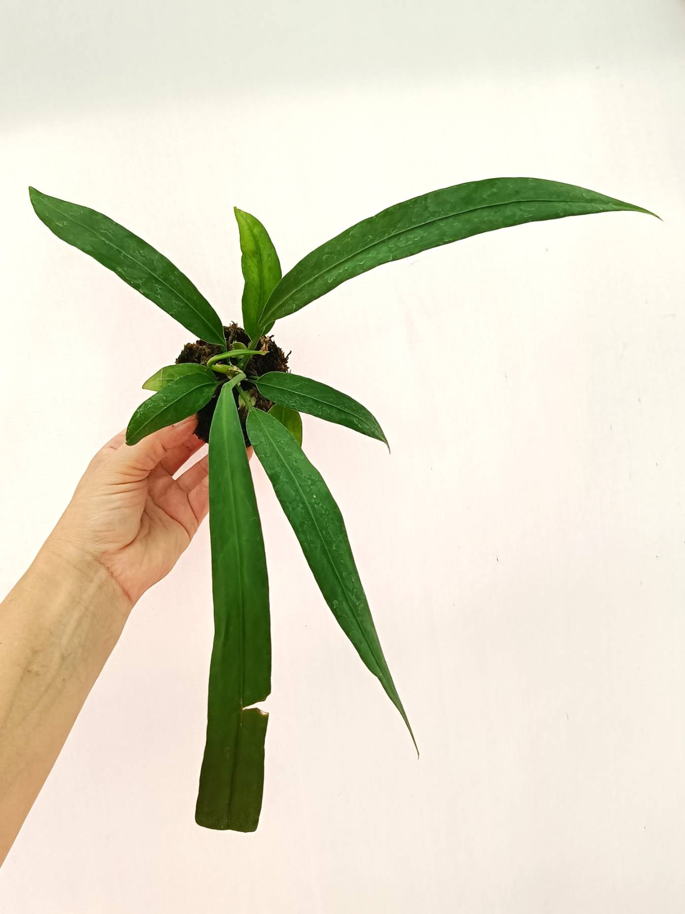 Anthurium Vittarifolium