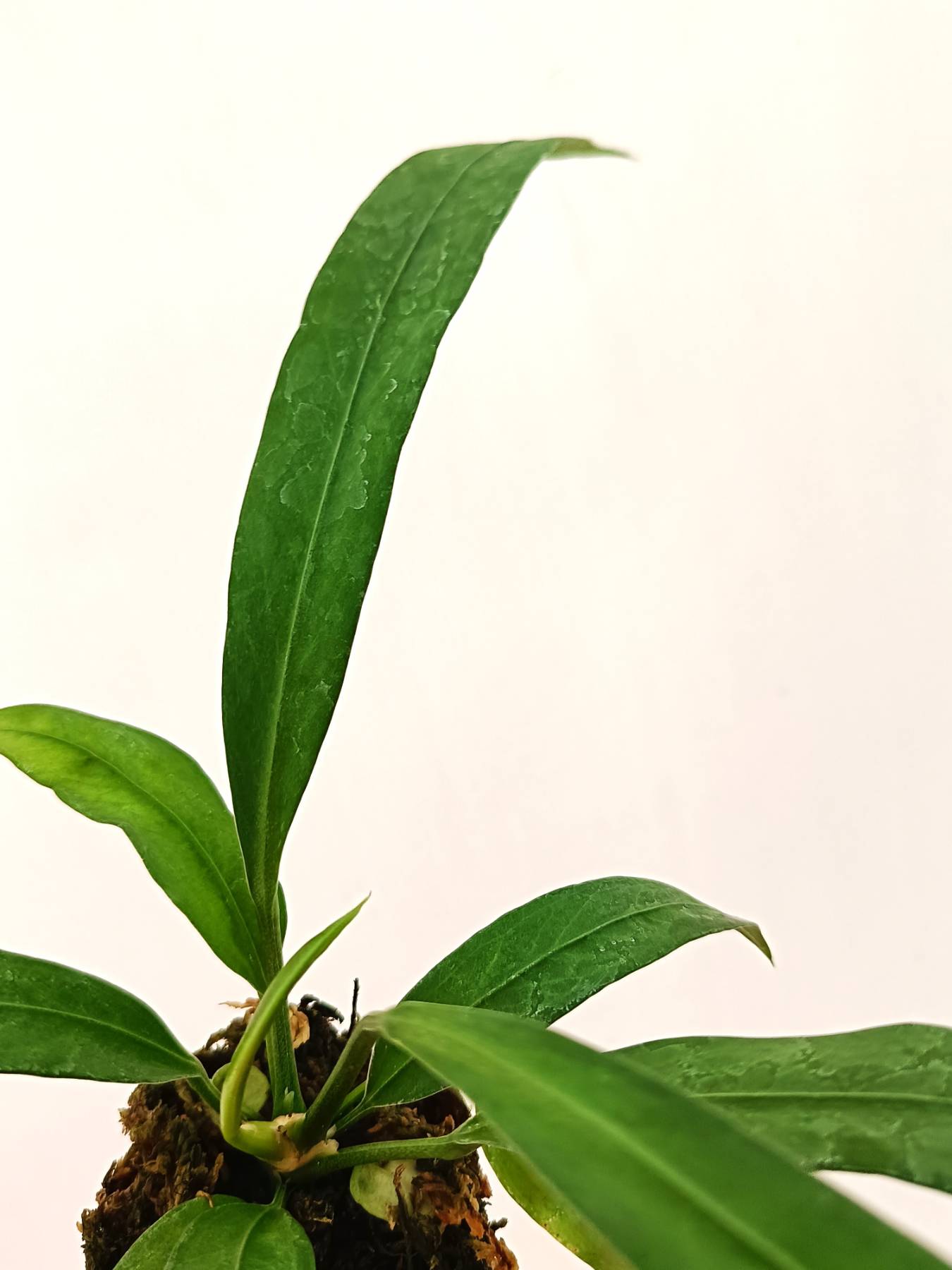 Anthurium Vittarifolium