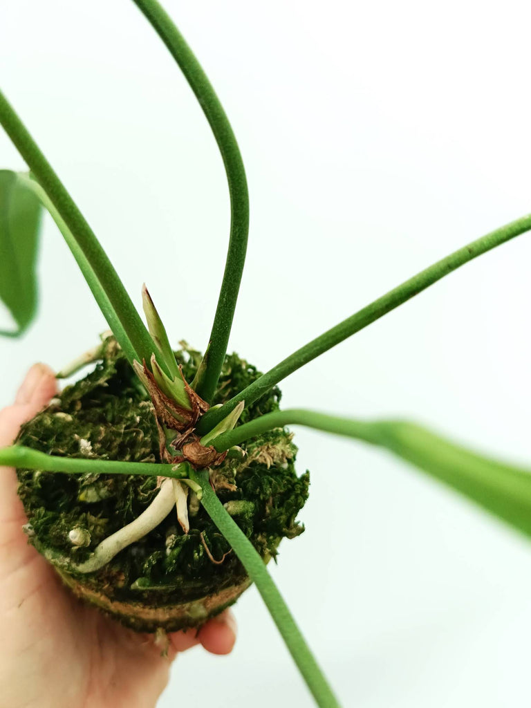 Anthurium vittarifolium