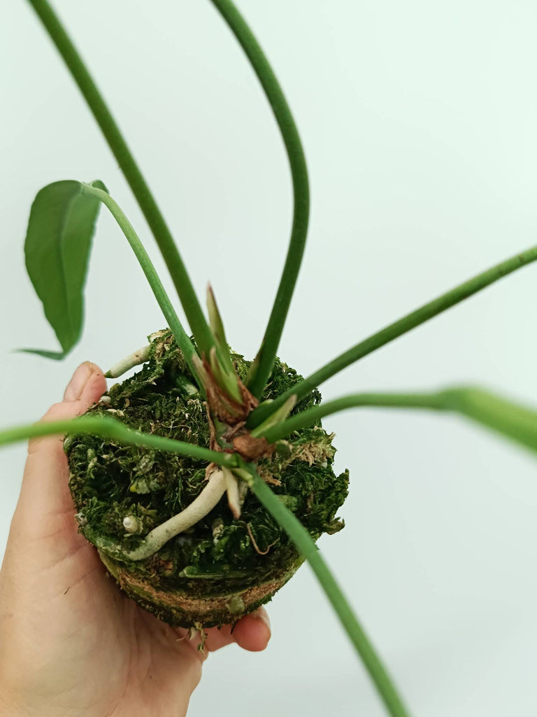 Anthurium vittarifolium