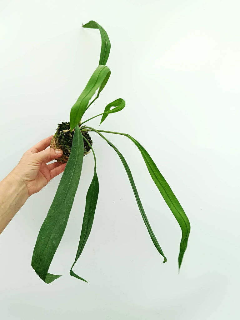Anthurium vittarifolium