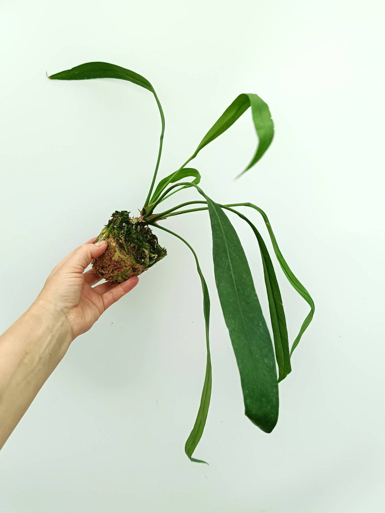 Anthurium vittarifolium