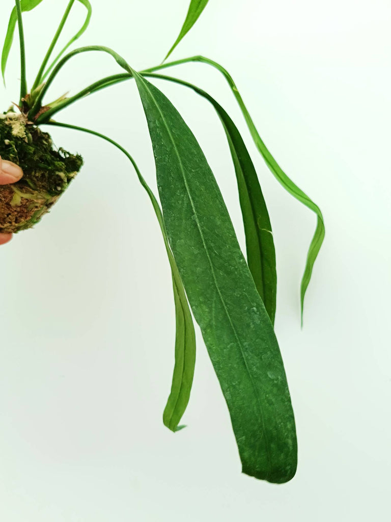 Anthurium vittarifolium