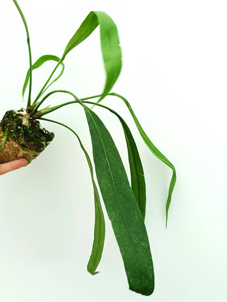 Anthurium vittarifolium